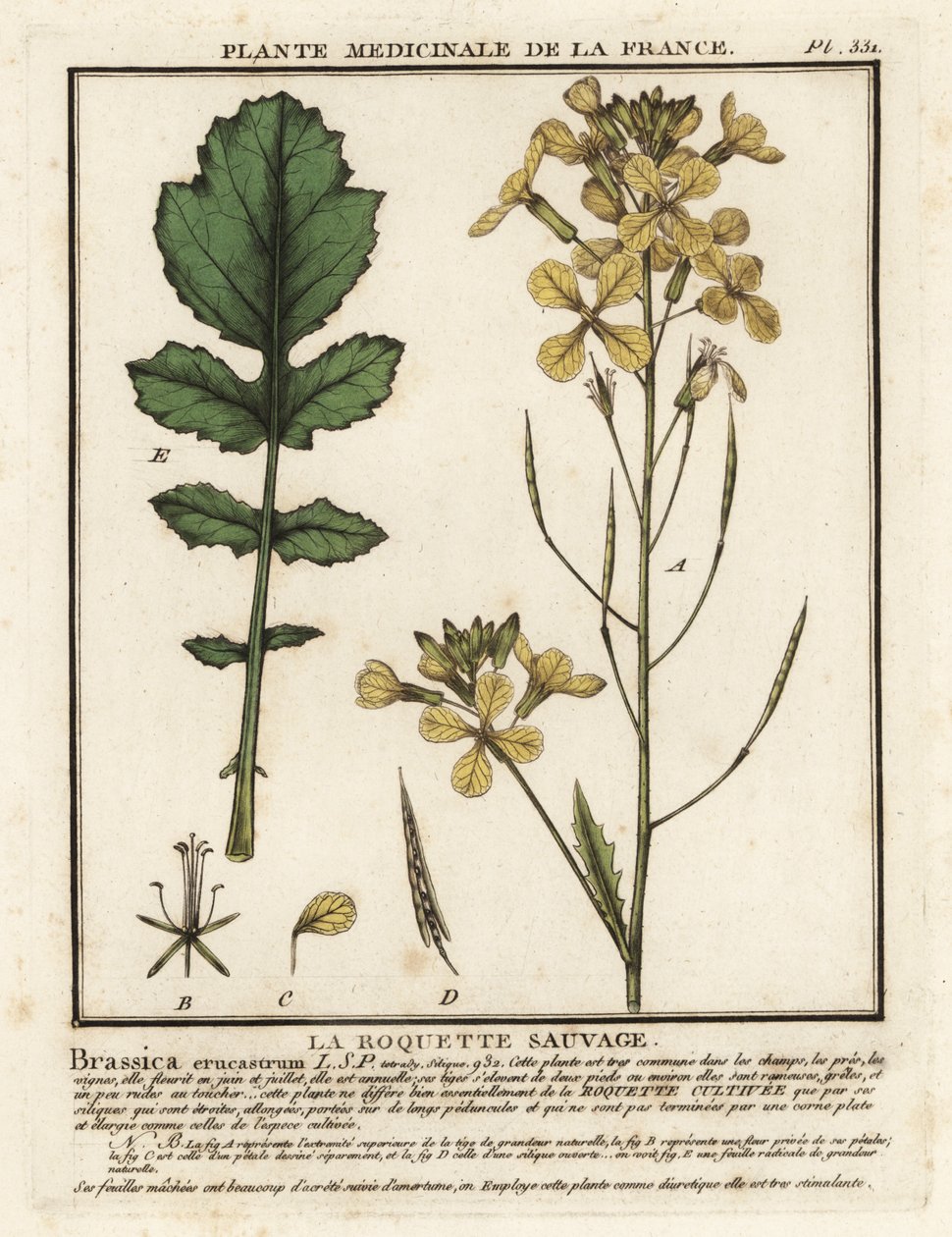 水芹叶火箭菜（Erucastrum nasturtiifolium）。 作者 未知艺术家