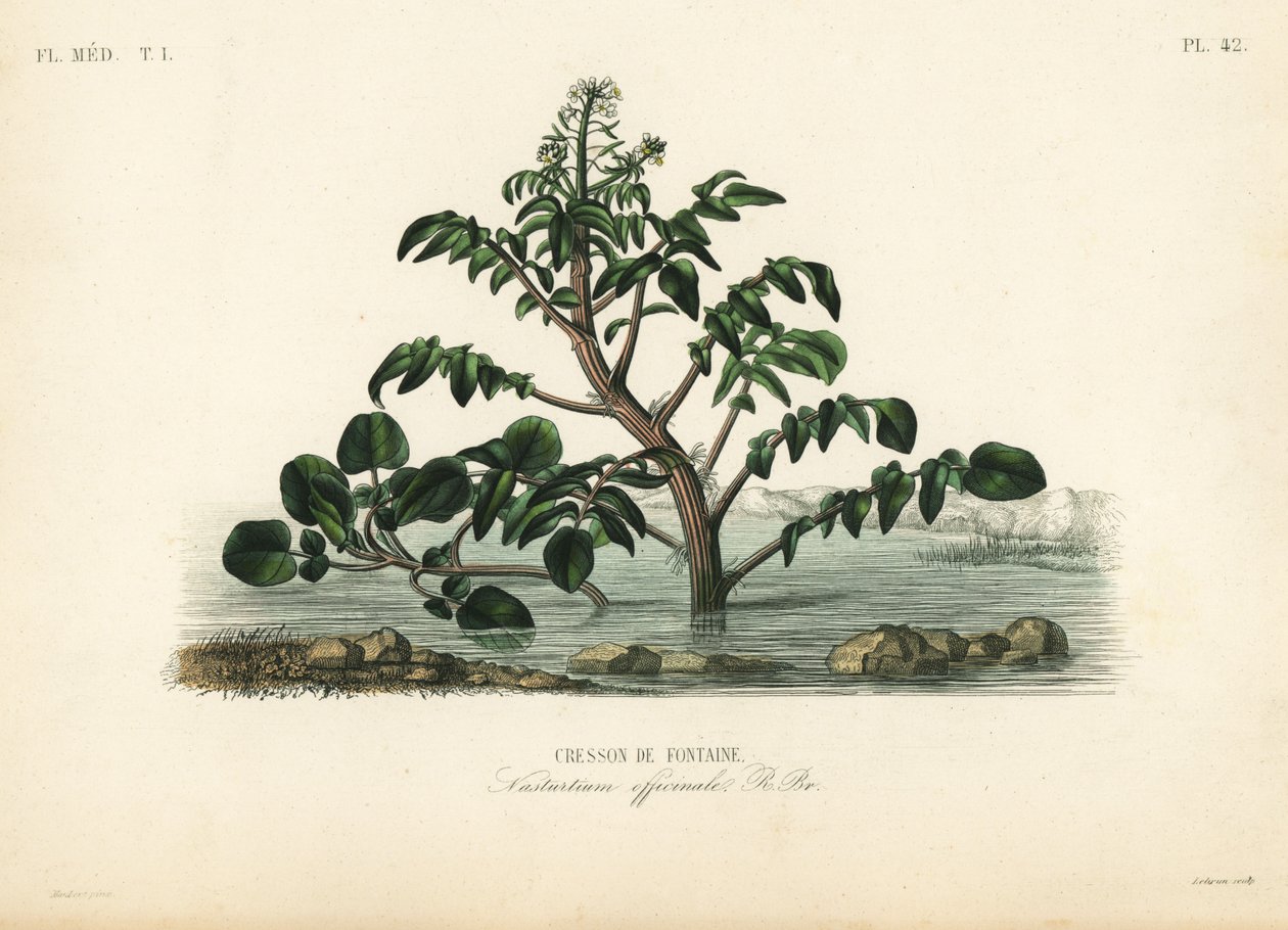 水芹或黄花菜，Nasturtium officinale，Cresson de fontaine 作者 不明