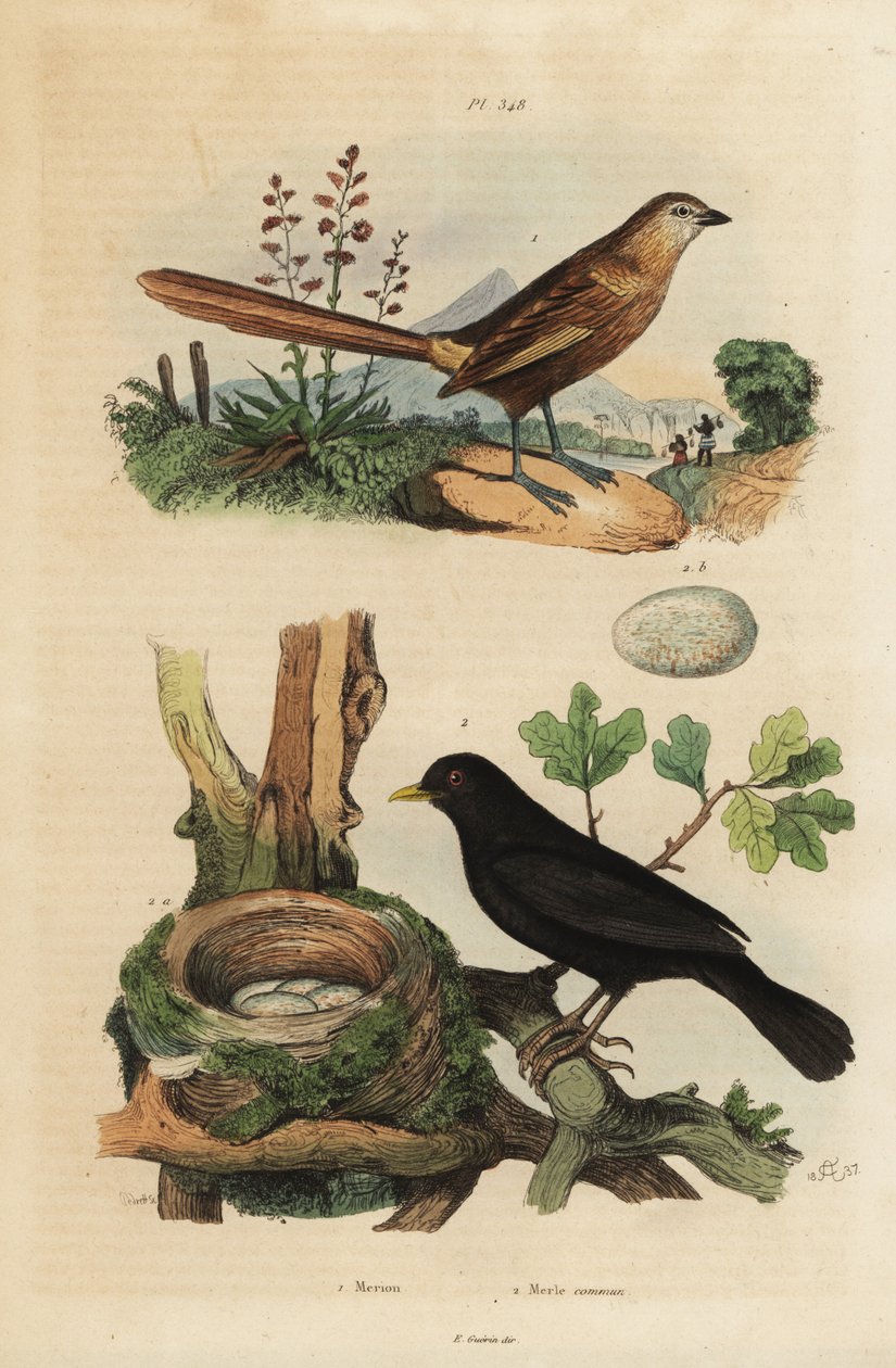 Western grasswren, Amytornis textilis 1 and common blackbird with nest and eggs, Turdus merula 2. Merion, Merle commun 作者 不明