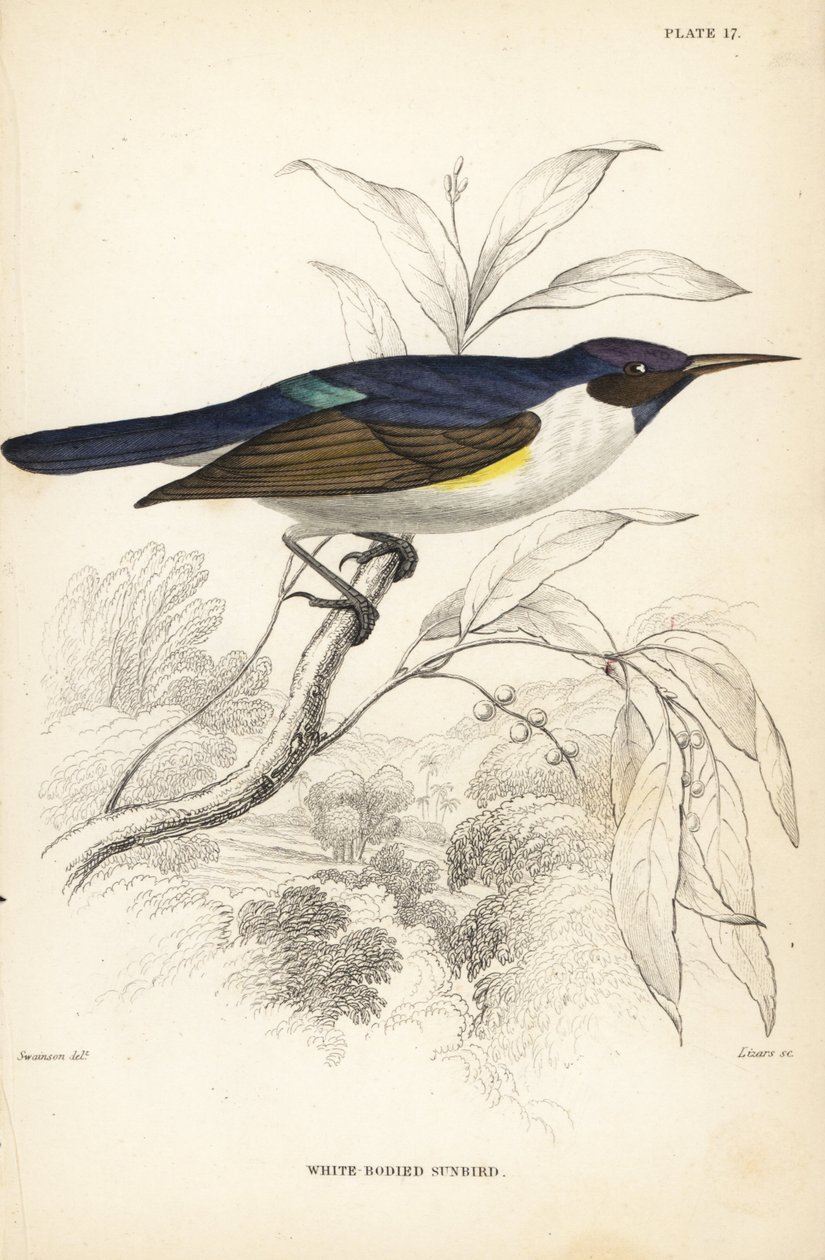 西方紫背太阳鸟，Anthreptes longuemarei（白身太阳鸟，Anthreptes leucosoma）。William Lizars 根据 William Swainson 手绘的彩色钢板雕刻，选自 William Jardine 爵士的《博物学家图书馆》：鸟类学：西非鸟类、 作者 未知艺术家