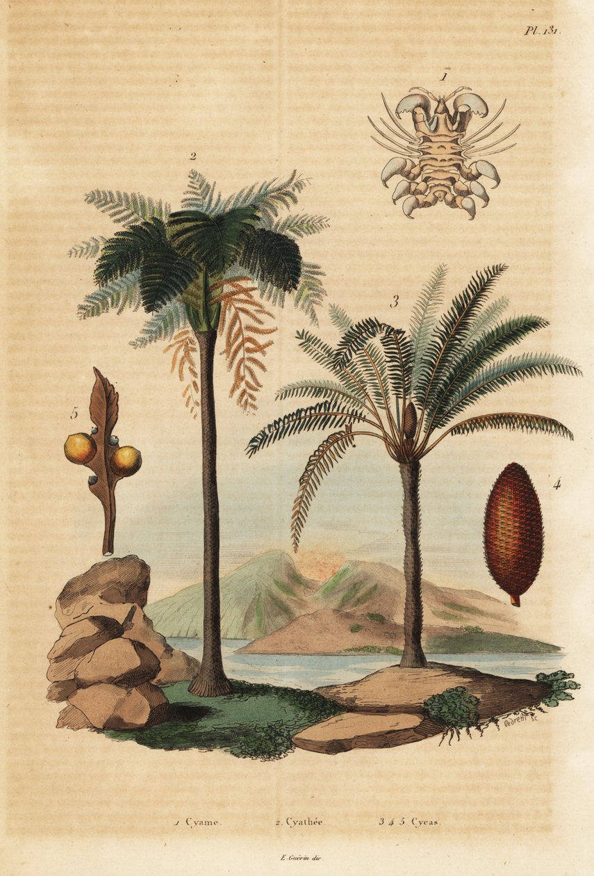 鲸虱、Cyamus Ovalis 1、西印度树蕨、Cyathea arborea 2 和日本西米棕榈、Cycas revoluta 3-5 作者 不明