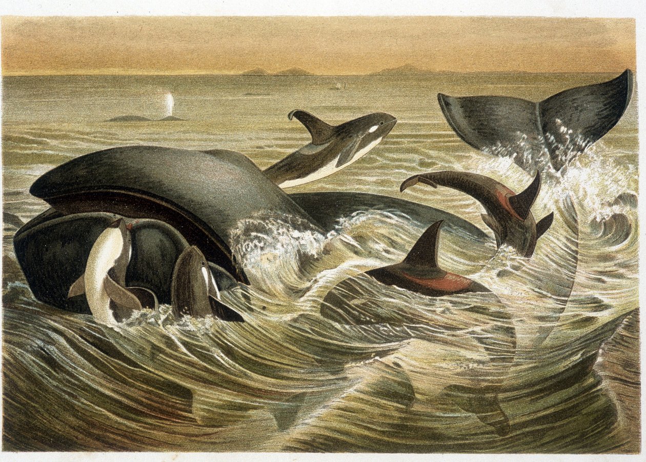 鲸鱼和兽人，由W. Kuhnert在A. E. Brehm的 "Vita degli Animali "中提供彩色插图，1893年版。 作者 不明