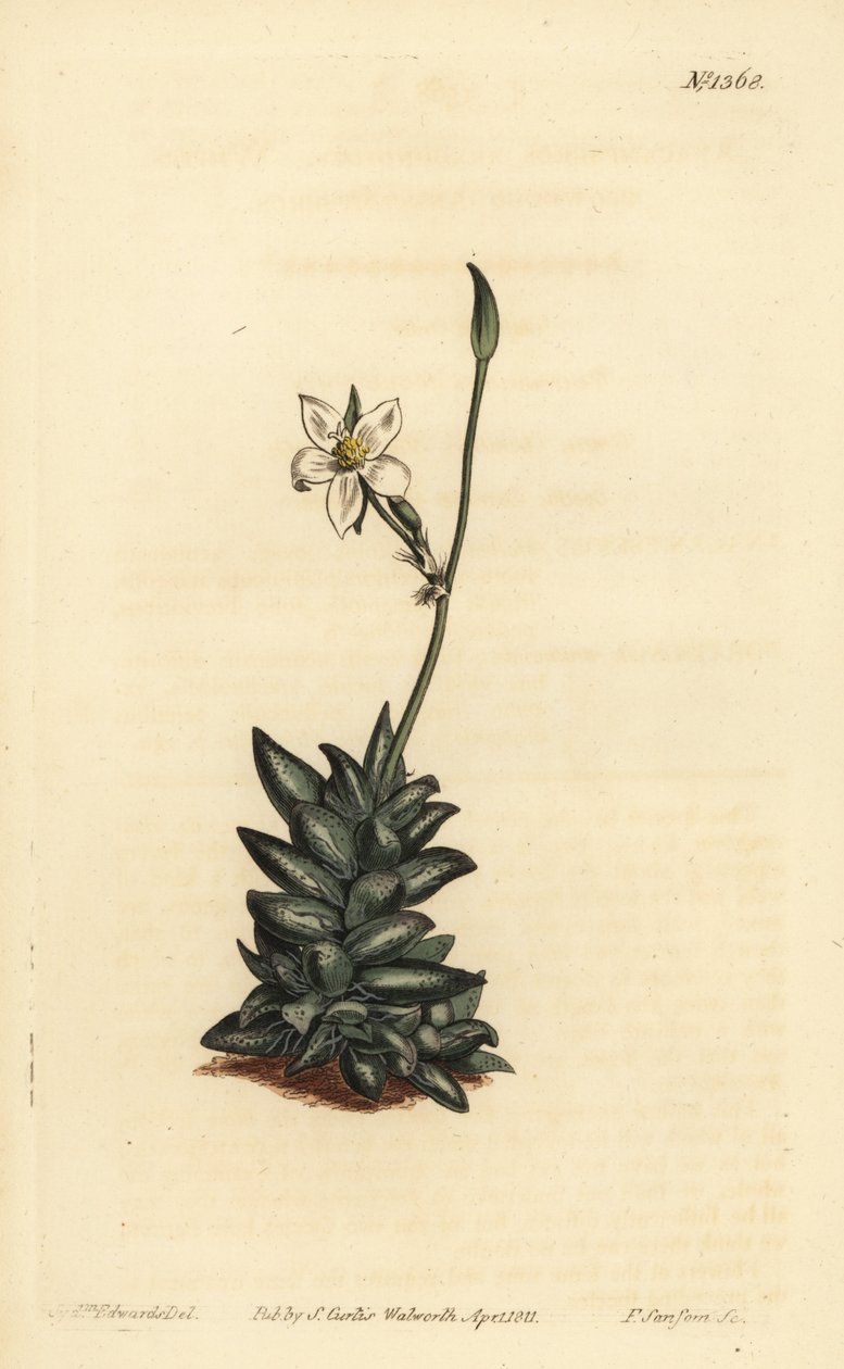 白花油菜花，Anacampseros arachnoides 作者 不明