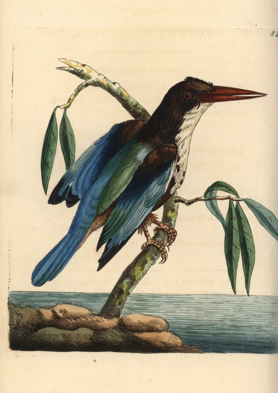 白喉翠鸟，Halcyon smyrnensis（士麦那翠鸟，Alcedo smyrnensis）。插图由理查德-波利多尔-诺德绘制并雕刻。乔治-肖和弗雷德里克-诺德的《博物学家杂录》中的手工彩色铜版雕刻，伦敦 作者 未知艺术家