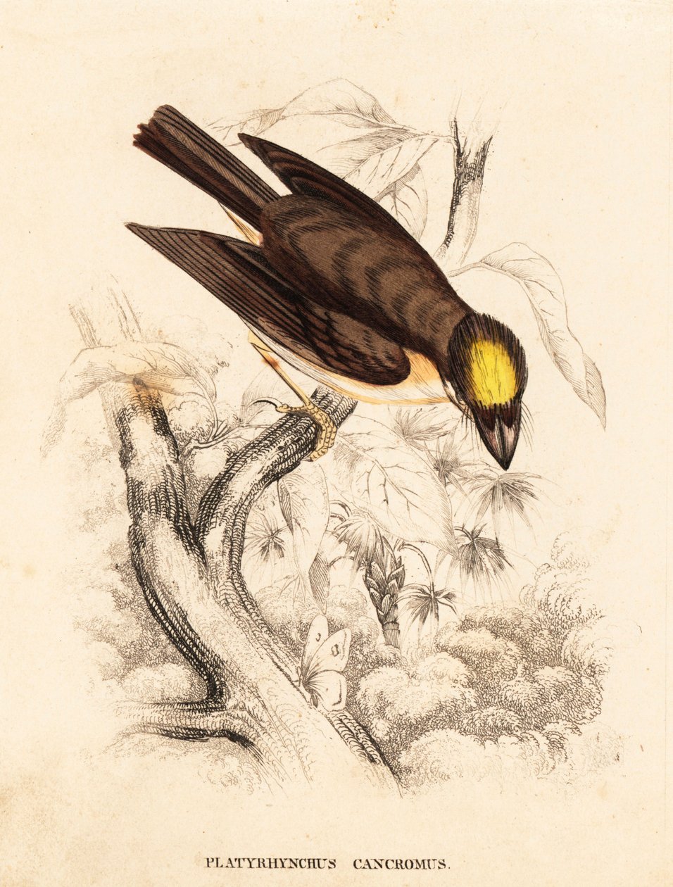 白喉锹形目鸟，Platyrinchus mystaceus（黄冠扁嘴鸟，Platyrhynchus cancromus）。Georg Friedrich Treitschke 的自然历史画廊，Naturhistorischer Bildersaal des Thierreiches，Liepzig 手工彩色钢板雕刻。 作者 未知艺术家