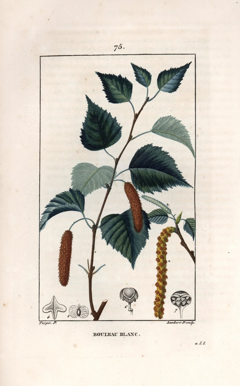 白桦树或疣桦树--Lambert fils 根据 Pierre Jean Francois Turpin（1775-1840 年）的画作绘制的版画，选自 La flore medicale，de Chaumeton，Poiret et Chamberet，巴黎，1830 年--银桦树，Betula pendula，带叶、柔荑花序和种子--英文 作者 未知艺术家