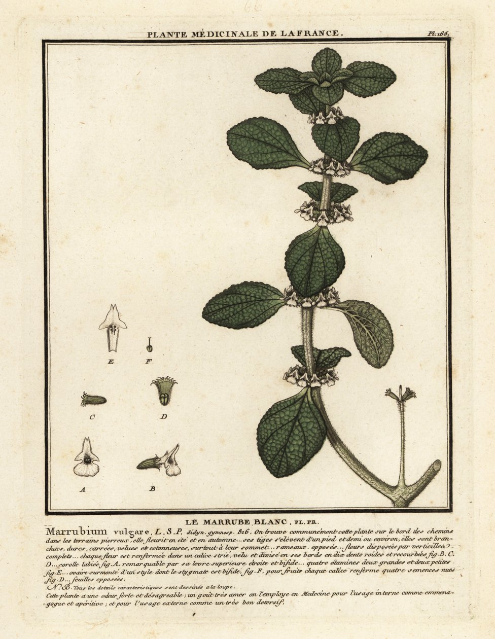 白牛膝，Marrubium vulgare。 作者 未知艺术家