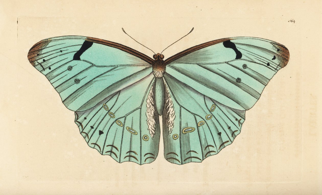 白色吗，Morpho laertes 作者 不明