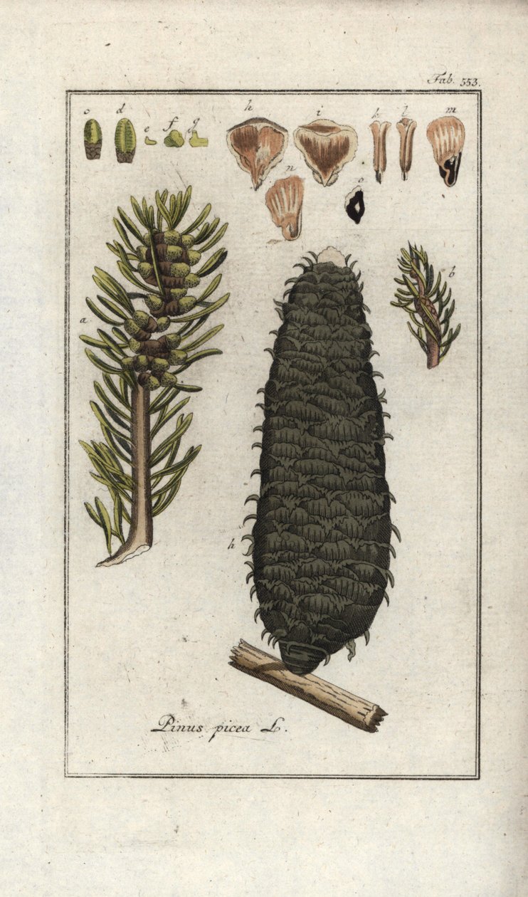 白色或果胶或孚日山冷杉（Abies alba）。约翰内斯-佐恩（Johannes Zorn，1739-1799 年）"Afbeelding der Artseny-Gewassen "中的石版画，荷兰 作者 未知艺术家