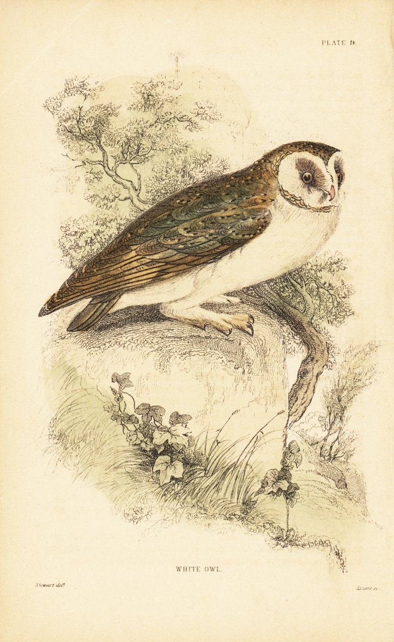 白色猫头鹰或谷仓猫头鹰，Tyto alba，栖息在岩石上。 1889年（雕刻） 作者 未知艺术家
