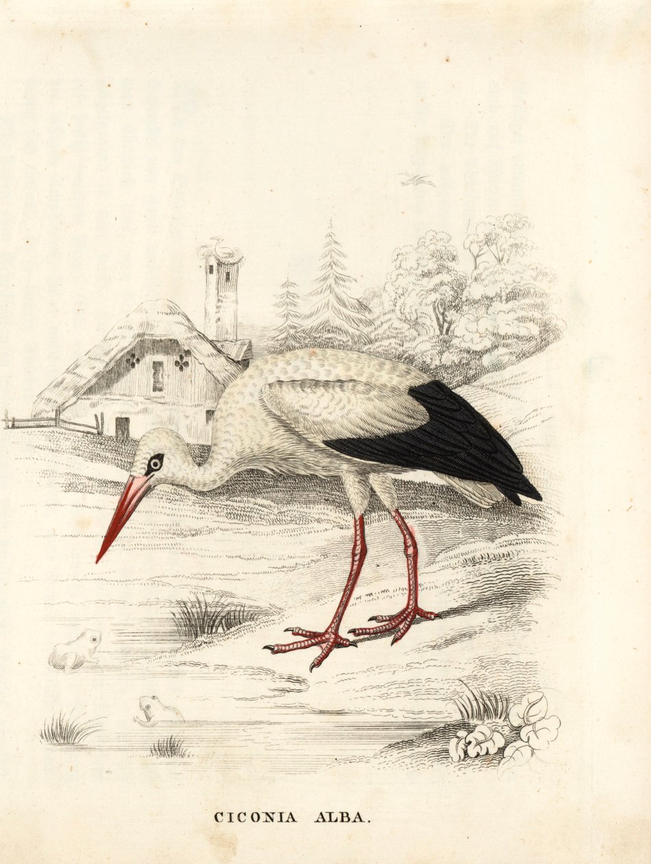 白鹳，Ciconia ciconia (Ciconia alba)。Georg Friedrich Treitschke 的自然历史画廊（位于 Liepzig 的 Naturhistorischer Bildersaal des Thierreiches）中的手绘钢版画 作者 未知艺术家