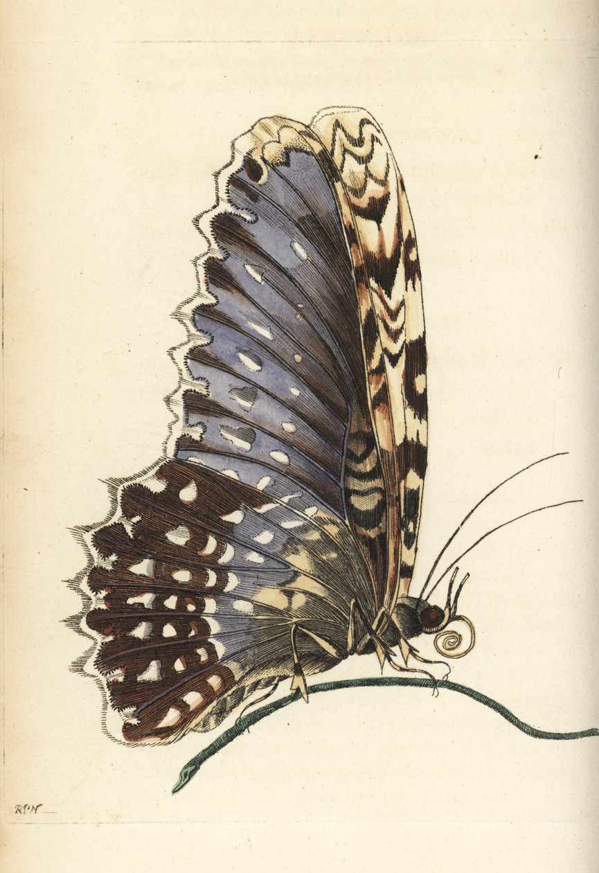 白女巫蛾，Thysania agrippina（Agrippina 蝴蝶，Phalaena agrippina）。理查德-波利多尔-诺德根据玛丽亚-西比拉-梅里安绘制并雕刻的插图。乔治-肖和弗雷德里克-诺德的《博物学家》中的手工彩色铜版雕刻 作者 未知艺术家