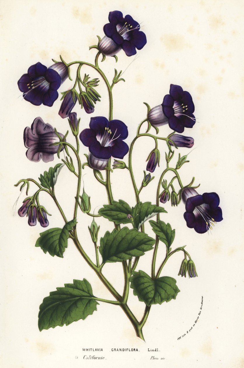 野生坎特伯雷风铃草，Phacelia minor (Whitlavia grandiflora)。手绘石版画，选自 Louis van Houtte 和 Charles Lemaire 的《欧洲花园和暖房的花》，Flore des Serres et des Jardins de l