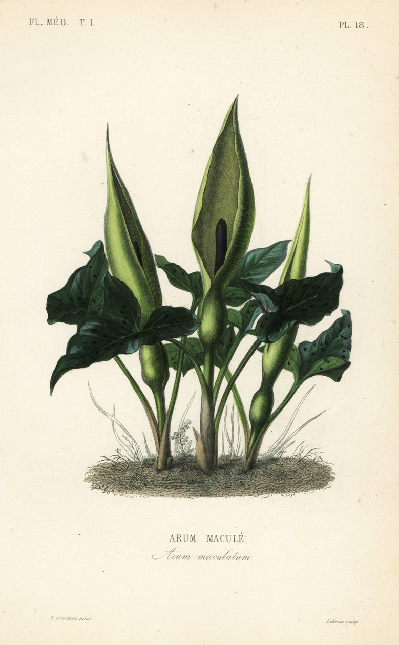野生乔木，讲坛上的老爷和夫人或千斤顶，Arum maculatum，Arum macule 作者 不明