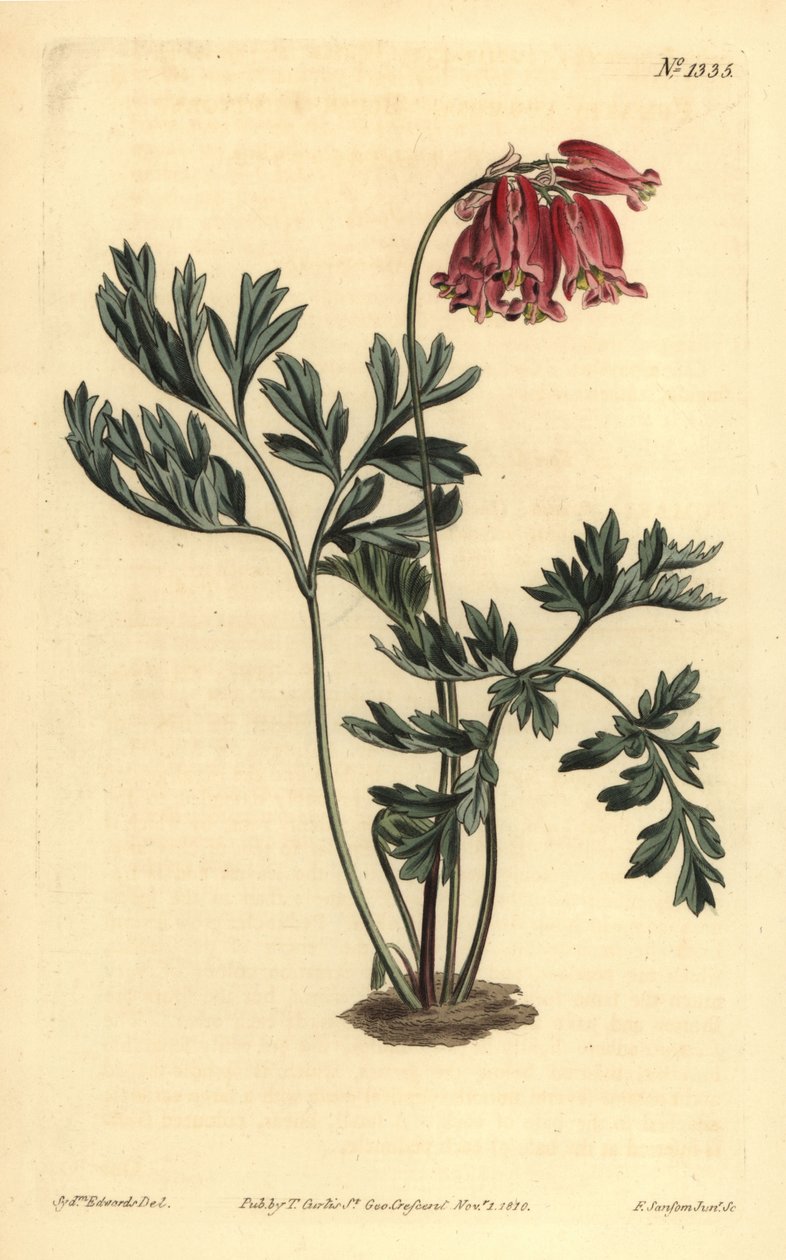 Wild bleeding heart, Dicentra formosa 作者 不明