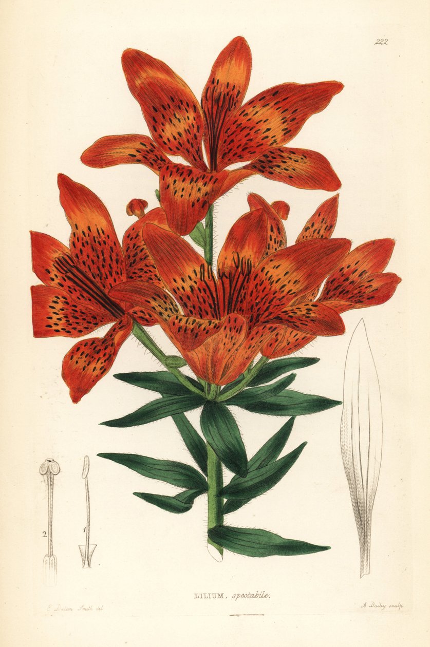 野百合 - 西伯利亚百合，Lilium pensylvanicum（艳丽的西伯利亚百合，Lilium spectabile）。A. Bailey 根据 Edwin Dalton Smith 的手绘铜版画，选自 John Lindley 和 Robert Sweet 的《观赏花圃和灌木丛》，G. Willis，Londo。 作者 未知艺术家