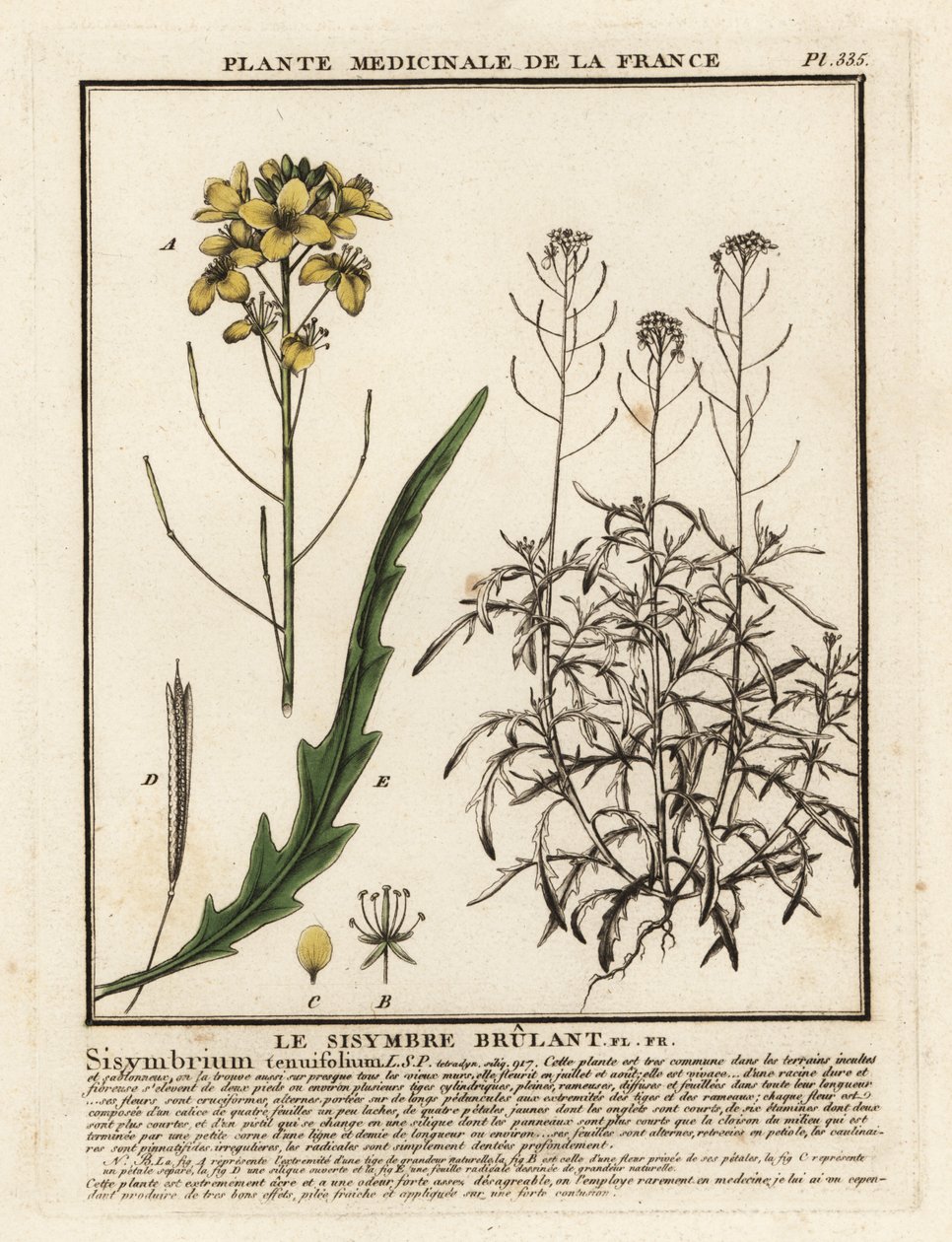 野生火箭，Diplotaxis tenuifolia。 作者 未知艺术家