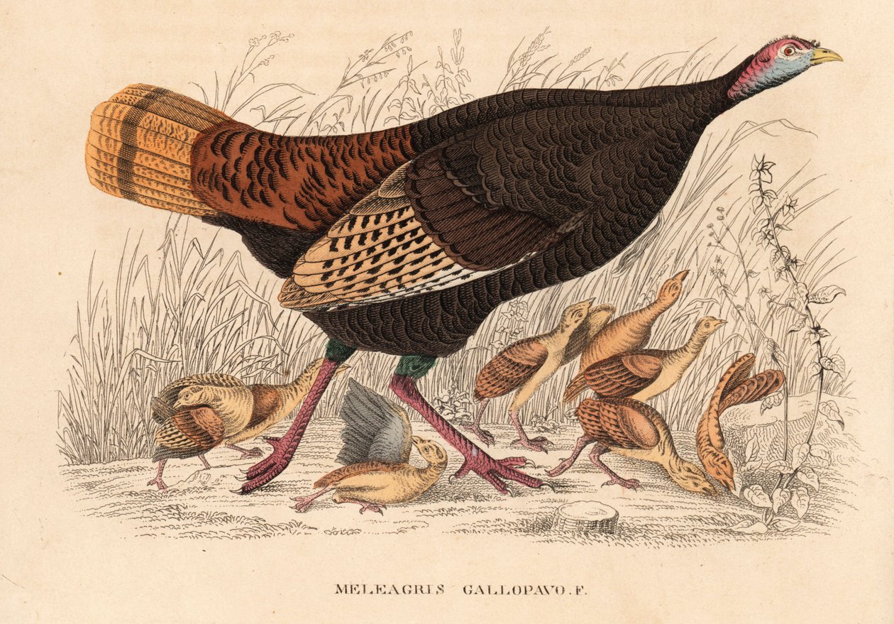 野生火鸡，Meleagris gallopavo，母鸡与小火鸡。Georg Friedrich Treitschke 的自然历史画廊，Naturhistorischer Bildersaal des Thierreiches，Liepzig 手工彩色石版画 作者 未知艺术家