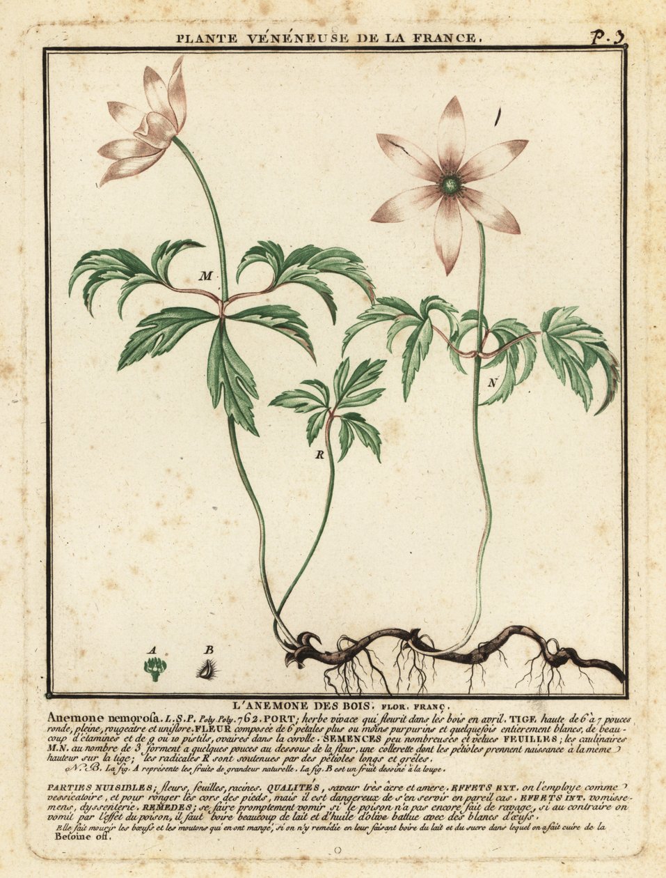 木海葵（Anemone nemorosa）。 作者 未知艺术家