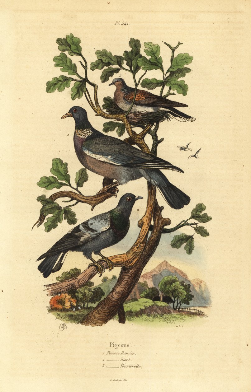 木鸽（Columba palumbus）、普通鸽子（Columba livia）和斑鸠（Streptopelia risoria）。 作者 不明