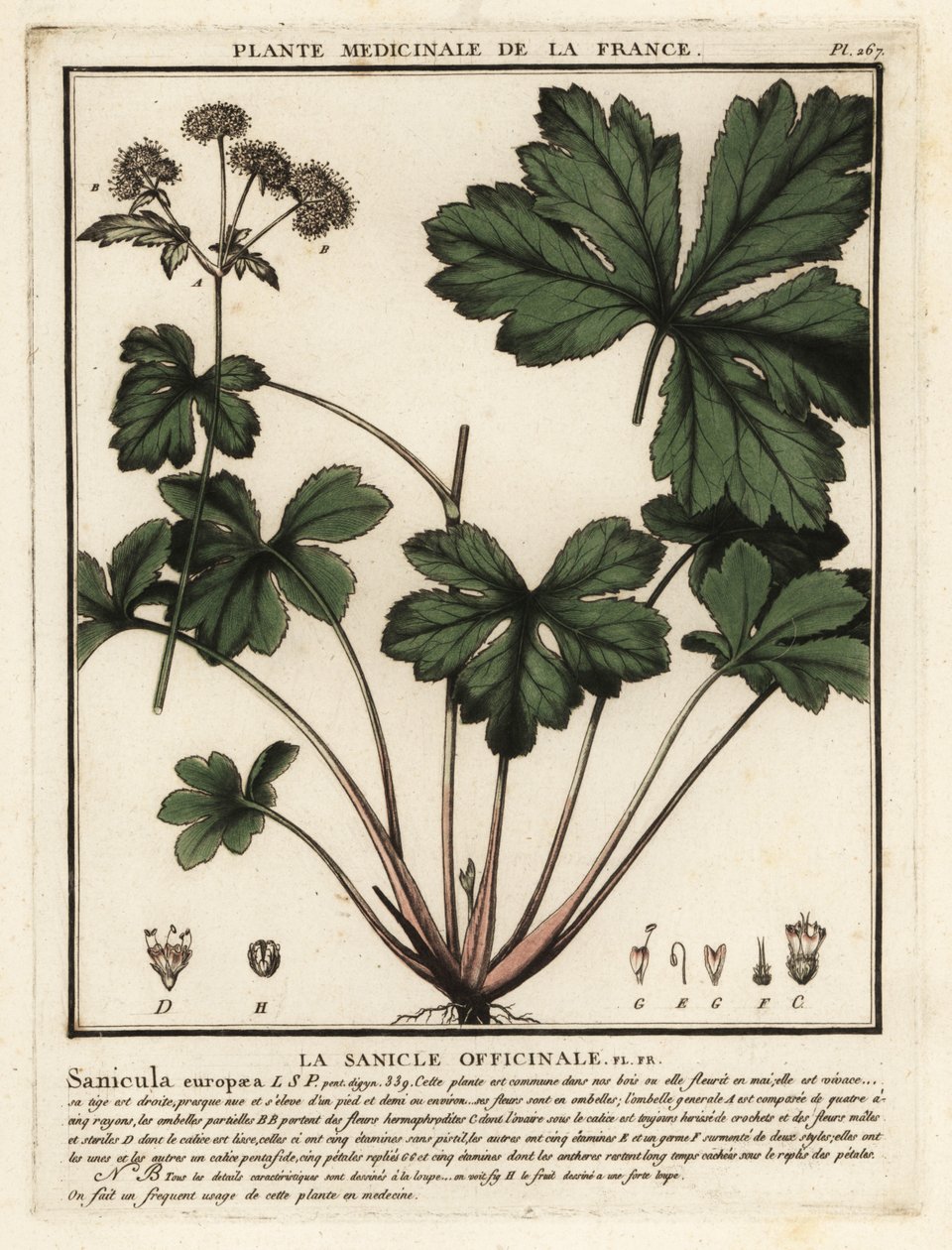 木三叶草，Sanicula europaea。 作者 未知艺术家
