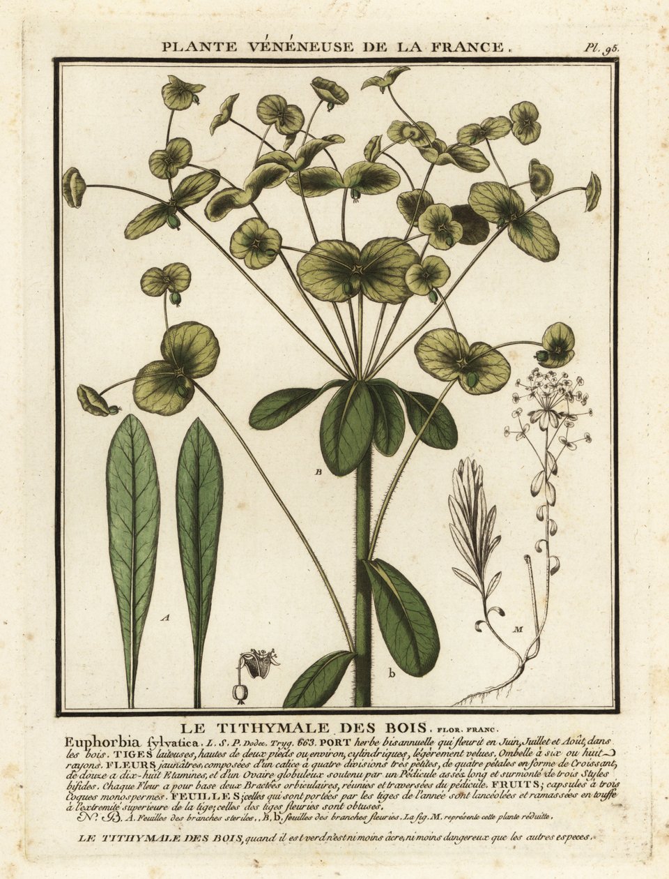 木刺，Euphorbia amygdaloides。 作者 未知艺术家