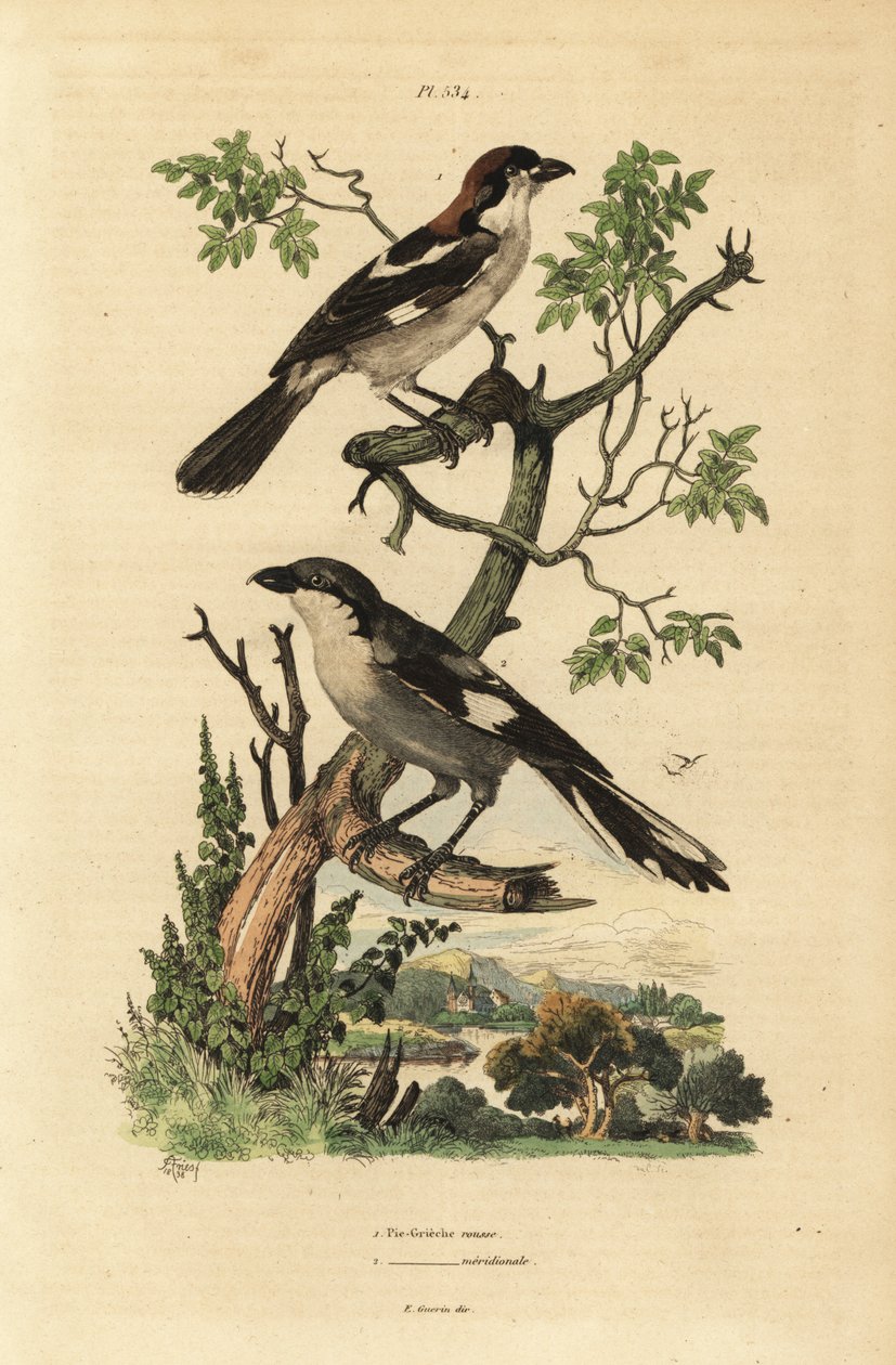 Woodchat 伯劳，Lanius 参议员和南方灰伯劳，Lanius meridionalis 作者 不明
