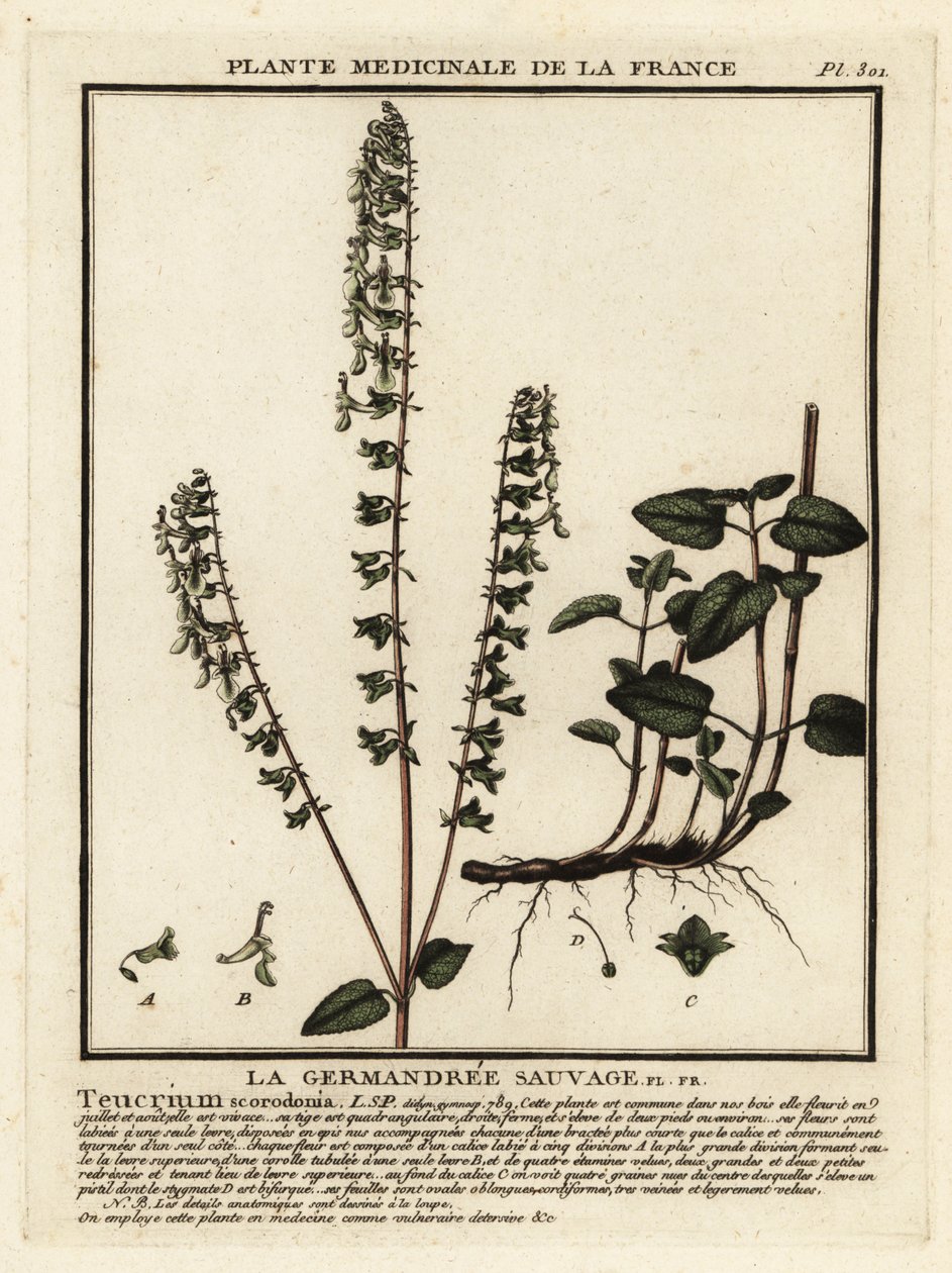 林地夹竹桃，Teucrium scorodonia。 作者 未知艺术家