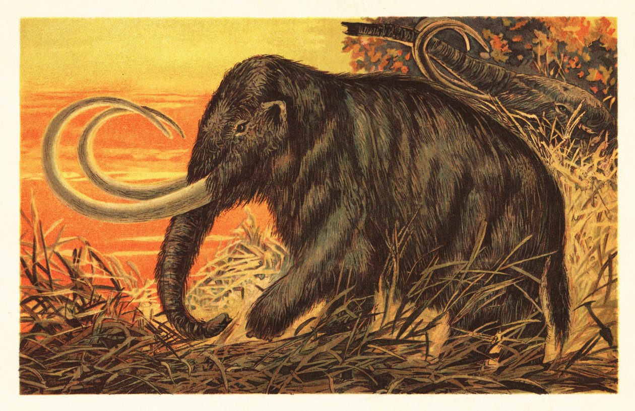长毛猛犸象，Mammuthus primigenius.1908（石版画） 作者 未知艺术家