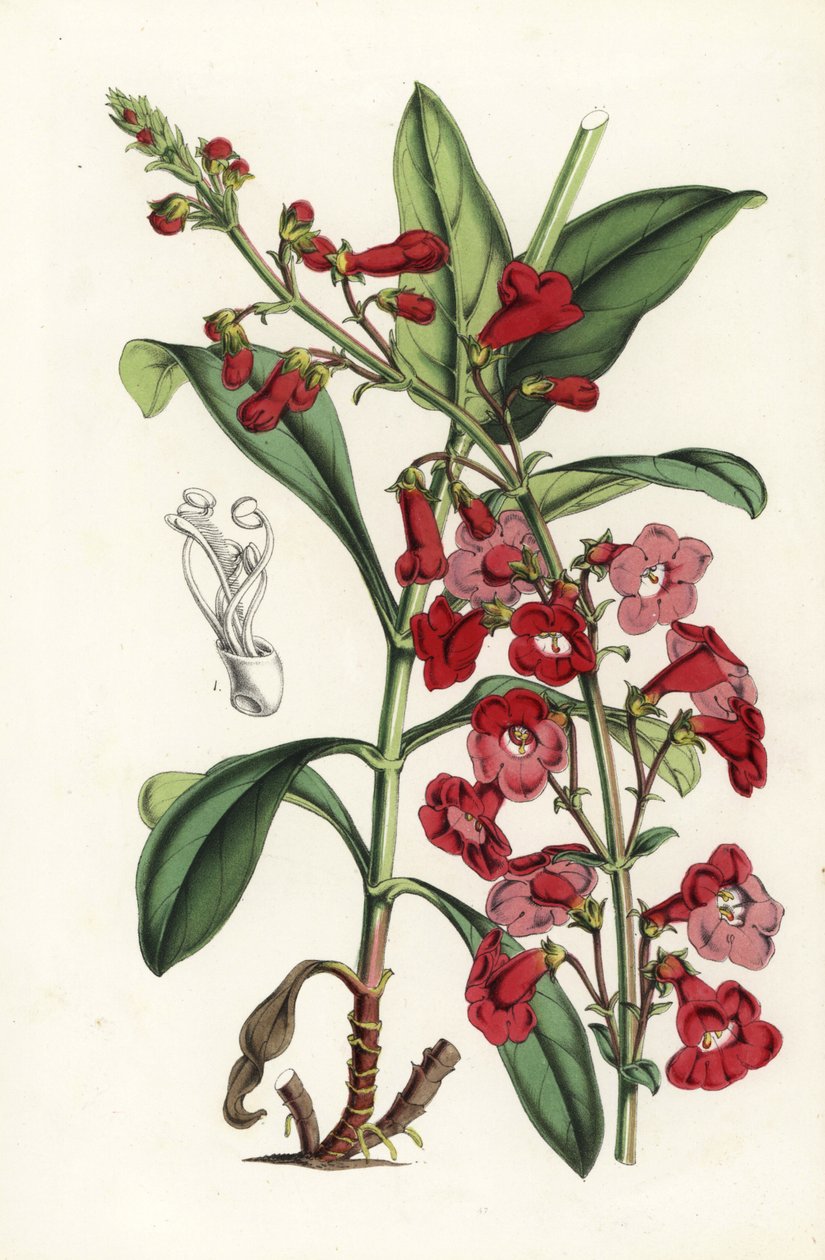 莱特胡桐，Penstemon wrightii（Pentstemon wrightii）。手绘石版画，选自 Louis van Houtte 和 Charles Lemaire 的《欧洲花园和暖房的花》，Flore des Serres et des Jardins de l