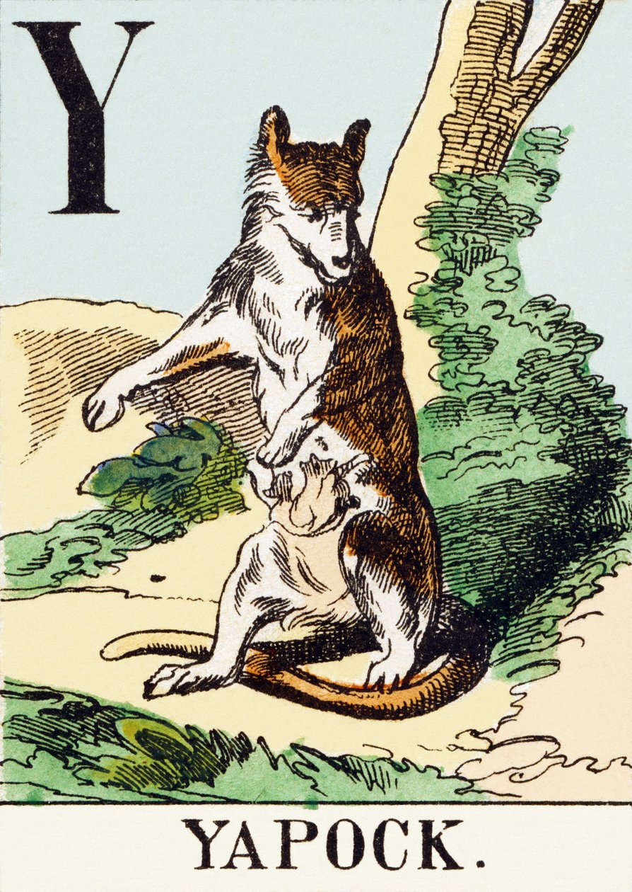 Y：Yapock-狩猎字母，约1890年（雕刻） 作者 不明
