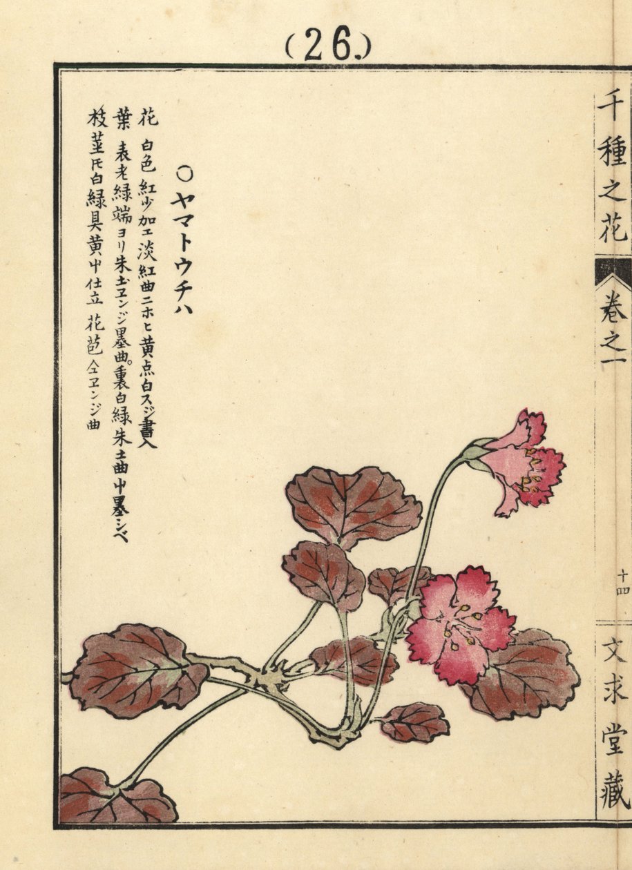 Yamato uchiwa 或 iwakagami，Schizocodon soldanelloides，日本高山植物。Kono Bairei 的手绘木版画，出自京都文殊堂的《千种花》。 作者 未知艺术家