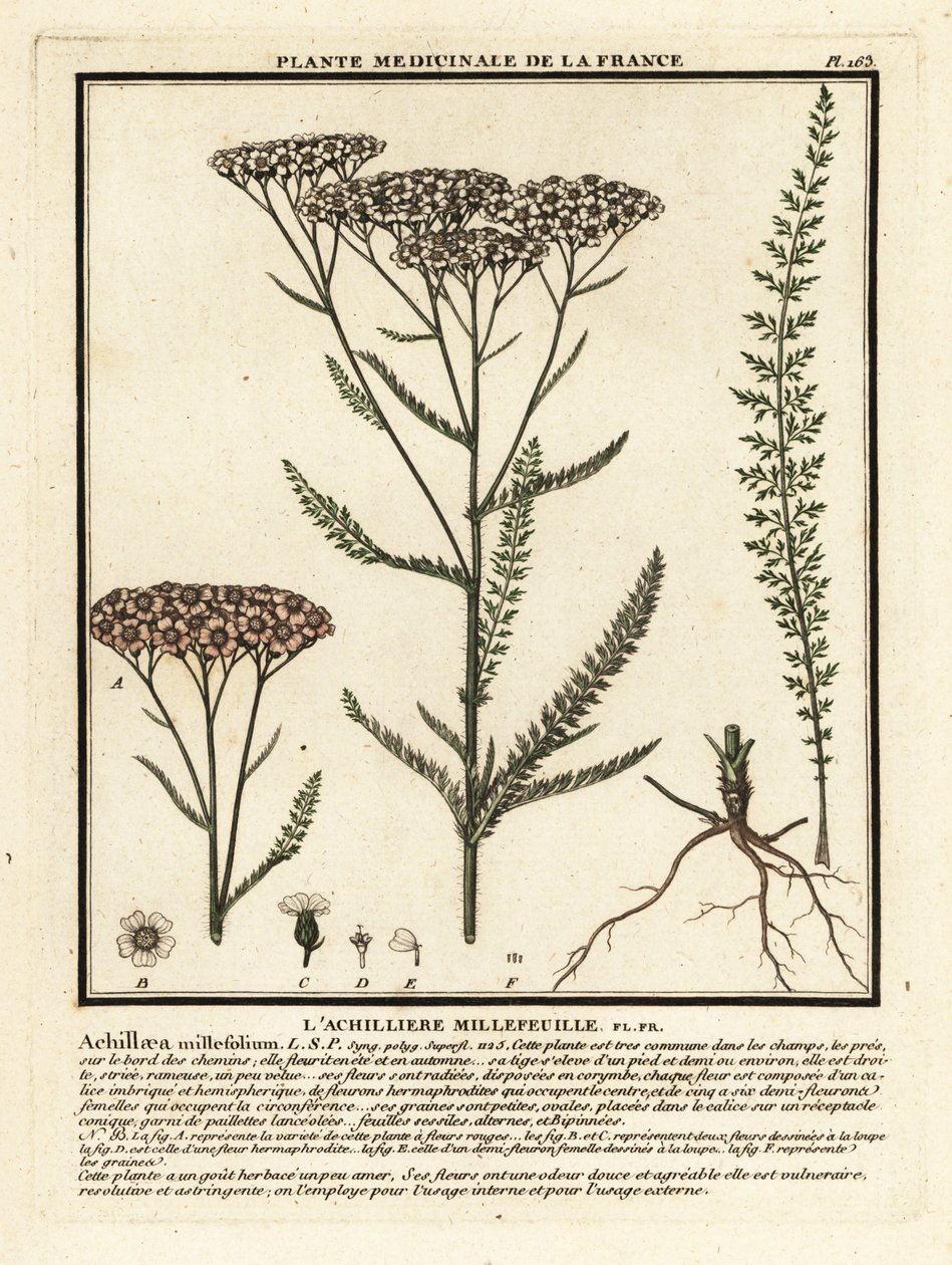 欧蓍草，Achillea millefolium。 作者 未知艺术家