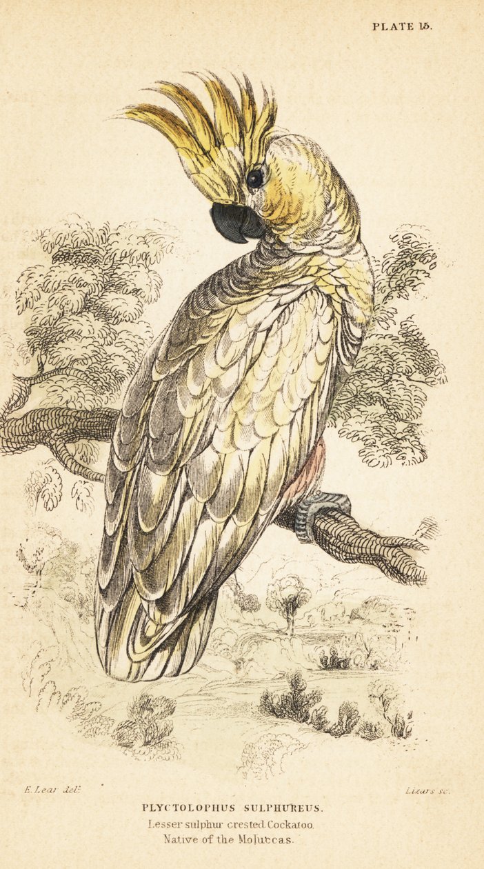 黄冠凤头鹦鹉，Cacatua sulfurea。 极度危险1889（雕刻） 作者 未知艺术家