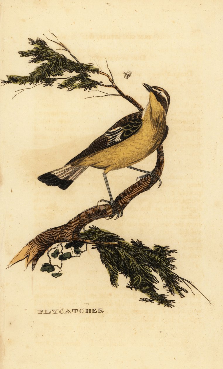 黄腰飞鸟，Ficedula zanthopygia。1815 年（雕刻） 作者 未知艺术家