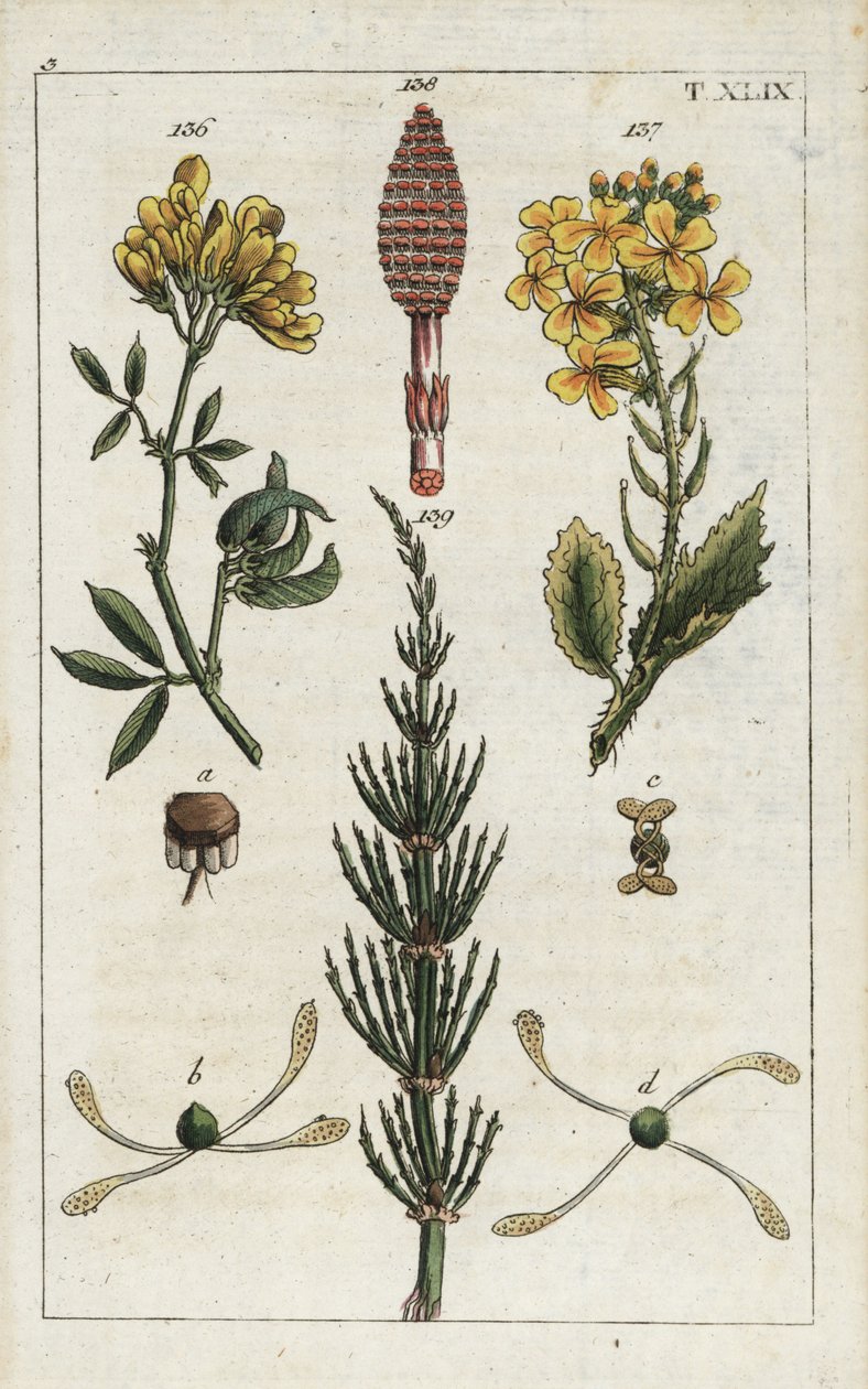 黄花苜蓿（紫花苜蓿），Medicago falcata 136；野萝卜（ravenelle），Raphanus raphnistrum 137；田野马尾草（prele des champs），Equisetum arvense 138/139。G. T. Wilhelm 的 "Unte "一书中一幅植物插图的手工彩色铜版雕刻。 作者 未知艺术家