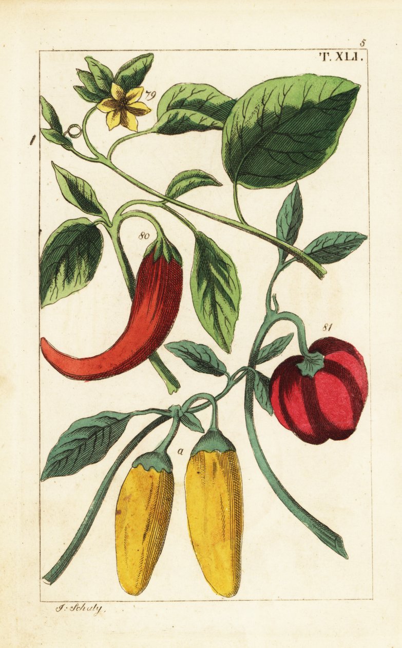 黄辣椒和红辣椒（Capsicum annuum）。 作者 未知艺术家