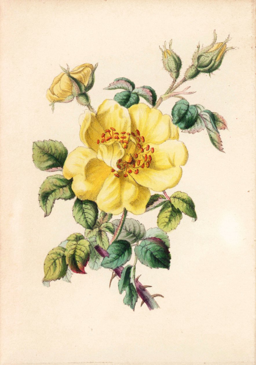 黄荆条玫瑰，Rosa lutea，摘自罗伯特-提亚斯的《花之女王，或玫瑰回忆录》，伦敦 作者 未知艺术家