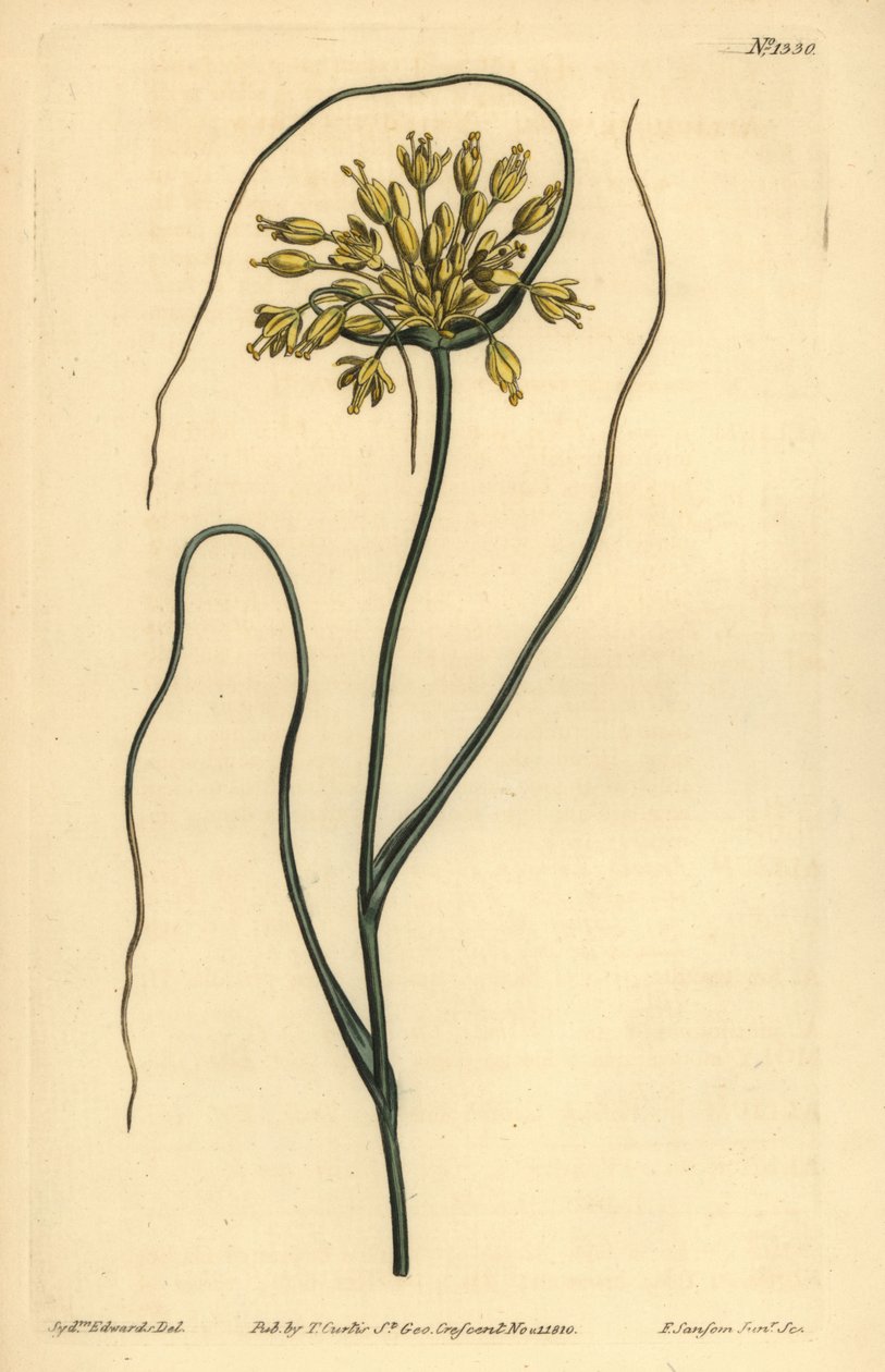 Yellow garlic, Allium flavum 作者 不明