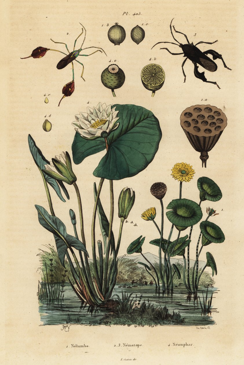 黄莲，Nelumbo lutea 1，叶脚虫，Anisoscelis foliaceus 2和Anoplocnemis curvipes 3，和白睡莲，Nymphaea alba 4 作者 不明