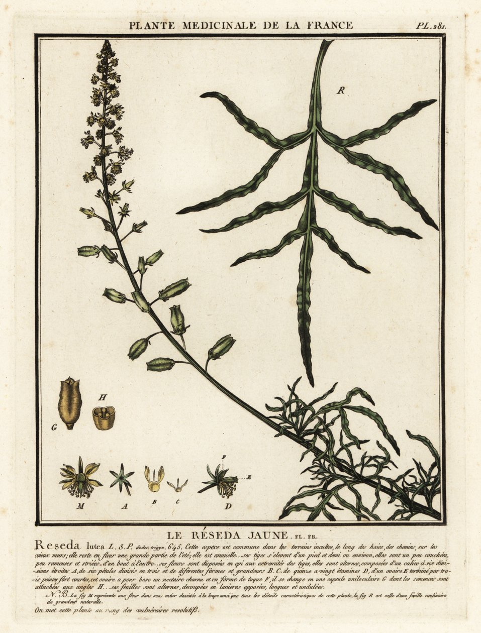 黄木樨，Reseda lutea。 作者 未知艺术家