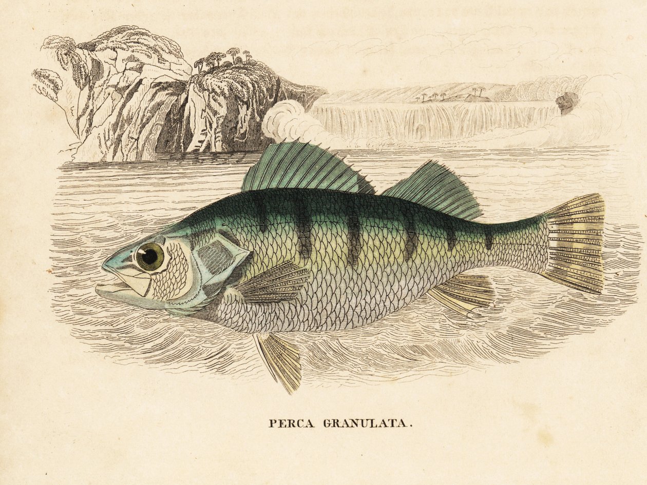 黄鲈，Perca flavescens（颗粒鲈，Perca granulata）。Georg Friedrich Treitschke 的自然历史画廊，Naturhistorischer Bildersaal des Thierreiches，Liepzig-1842。 作者 未知艺术家