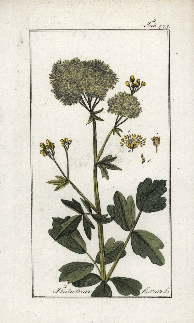 黄豚草（Thalictrum flavum）。约翰内斯-佐恩（Johannes Zorn，1739-1799 年）"Afbeelding der Artseny-Gewassen "中的石版画，荷兰 作者 未知艺术家