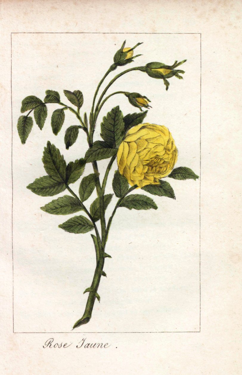 黄粉色，黄粉色，鲁特蔷薇。约 1815 年，巴黎，Prudhomme 小姐为 "Hommage rendu a la Rose "绘制的插图的手工彩色铜版画。这是一本介绍玫瑰历史和十几幅植物微型画的礼品册。 作者 未知艺术家