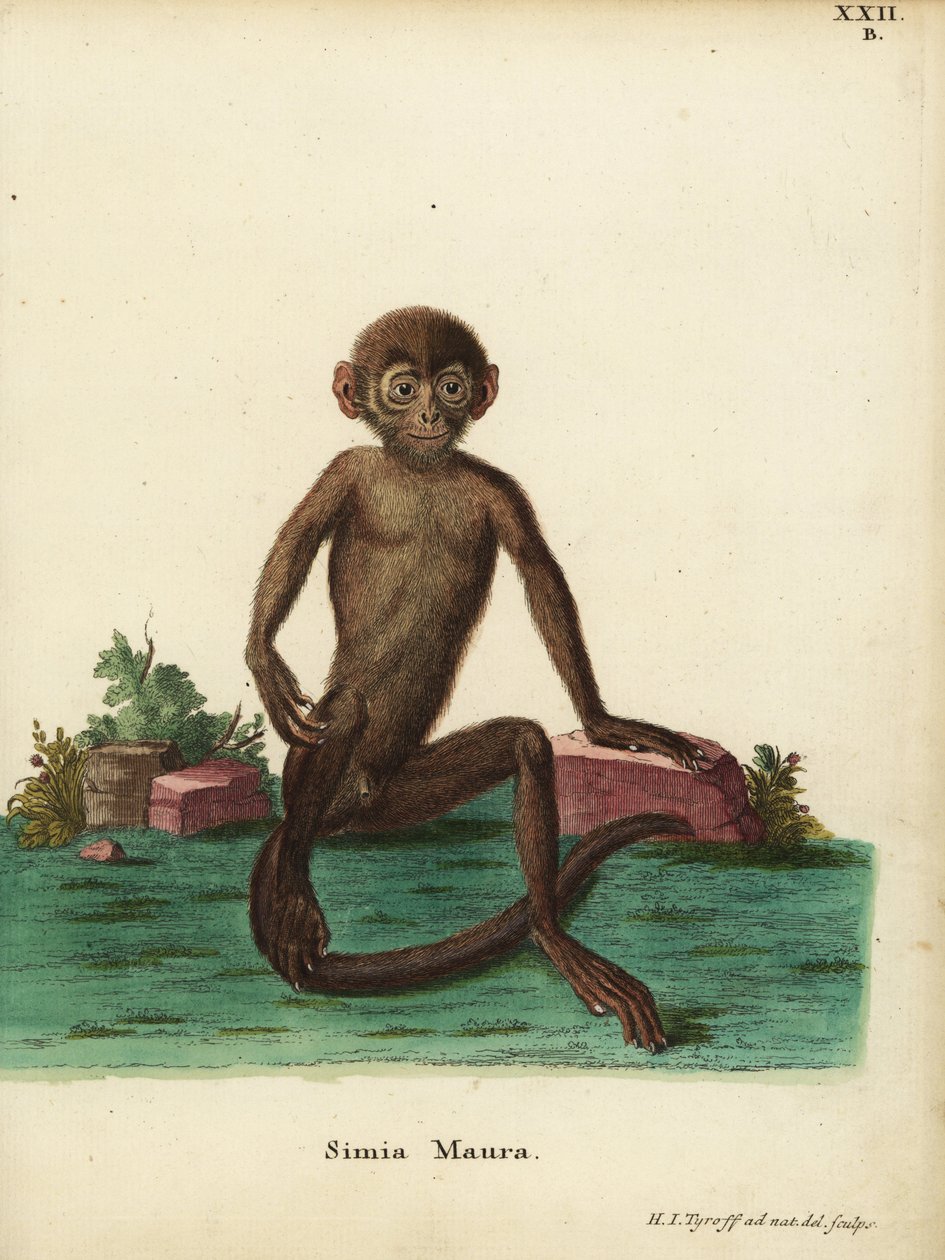 年轻的带状叶猴（Presbytis femoralis）。Simia maura。赫尔曼-雅各布-蒂罗夫（Hermann Jakob Tyroff）根据大自然绘制并雕刻的手工彩色铜版画，选自约翰-克里斯蒂安-丹尼尔-施雷伯（Johann Christian Daniel Schreber）的《大自然动物插图》（或施雷伯的《神奇动物》，埃尔南德斯出版社，2008 年）。 作者 未知艺术家