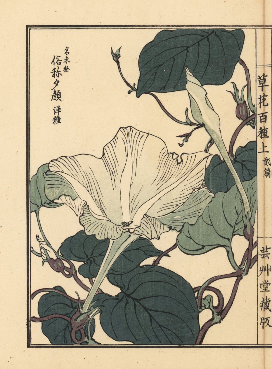 Yuugao，hyoutan，calabash，或瓶葫芦花，Lagenaria siceraria。Kono Bairei 的手绘木版画，选自《百花图》，东京，山田 作者 未知艺术家