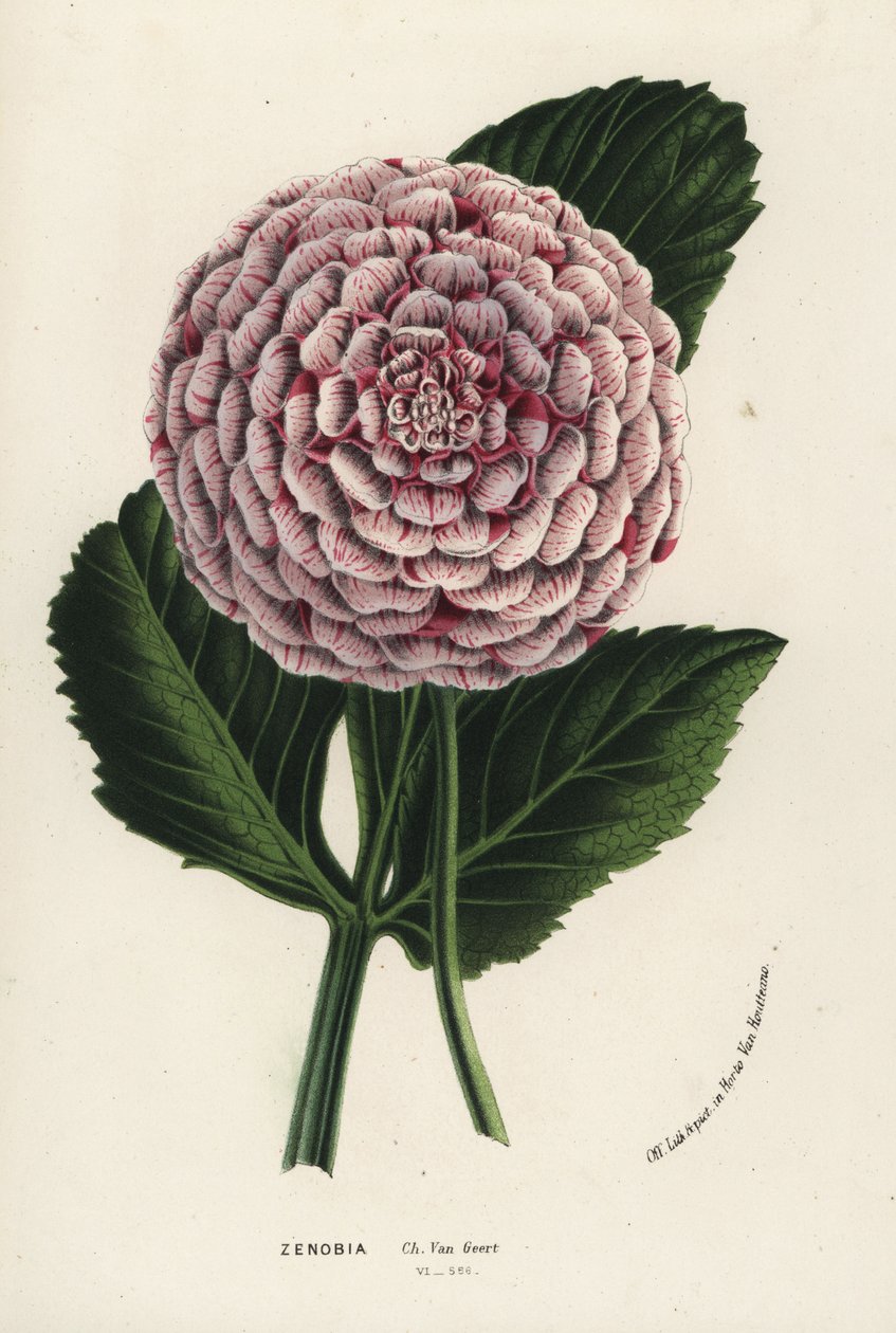 Zenobia 大丽花杂交种，Dahlia coccinea。手绘石版画，选自 Louis van Houtte 和 Charles Lemaire 的《欧洲花园和暖房之花》，Flore des Serres et des Jardins de l