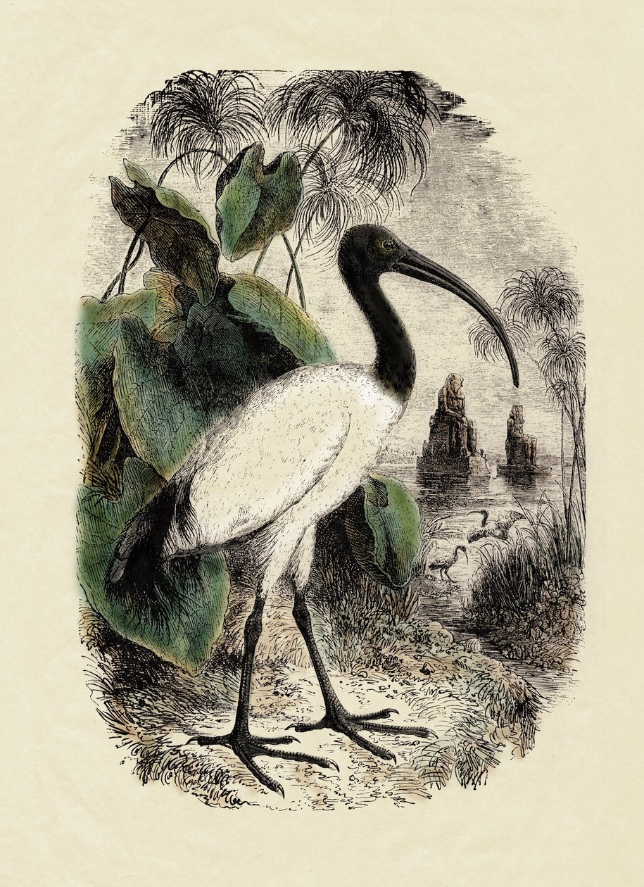 动物学：朱鹮（Threskiornis aethiopicus），19 世纪的雕刻作品 作者 未知艺术家