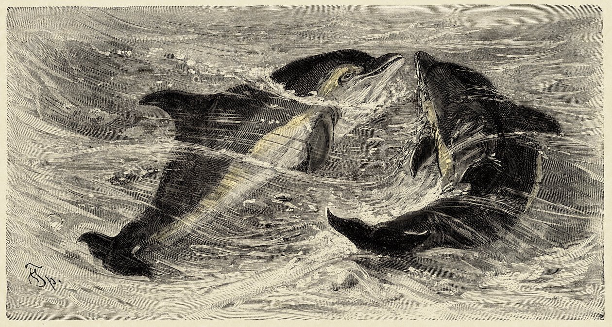 动物学：Carlo Vogt 和 Federico Specht 在 1884 年出版的《自然史插图：哺乳动物》中描述海豚（delphinus delphis）并绘制插图 作者 未知艺术家