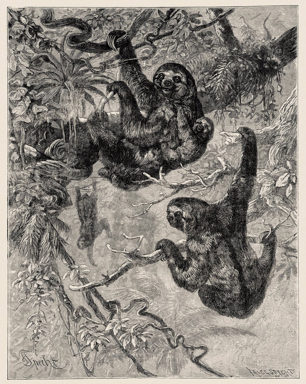 动物学：懒惰（Ai - Bradypus tridactylus）由 Carlo Vogt 和 Federico Specht 在 "Illustree Natural History：哺乳动物》，1884 年 作者 未知艺术家